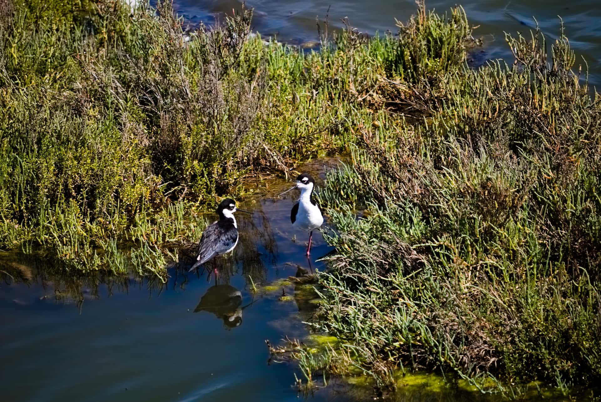 Two stilt birds